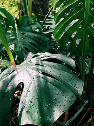 罗马尼亚, 雅西, anastasie fătu 植物园, 喜林, 植物, 绿色, 温室, 绿色