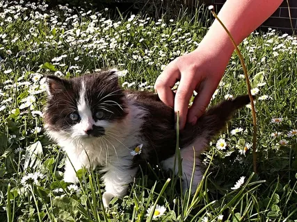 小猫,黑,白,细节,手,草坪,花园,一只动物 小猫,黑,白,细节,手,草坪,花园,一只动物