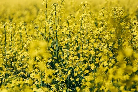 阳光明媚的油菜田 阳光明媚的油菜田
