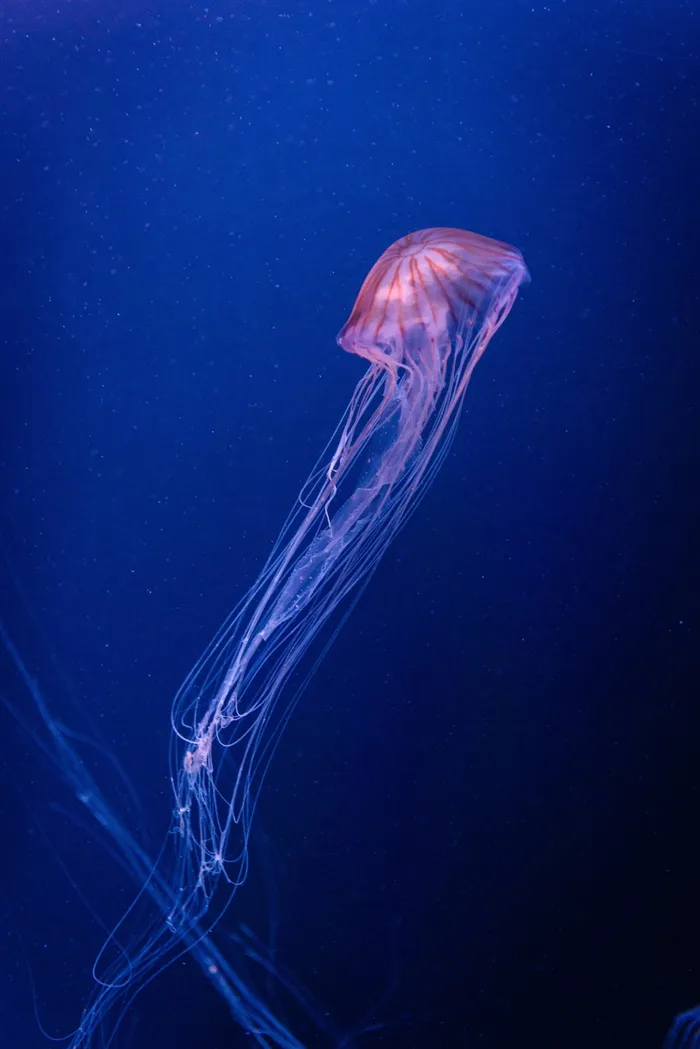水母，动物，海洋生物，无脊椎动物，水下，海，鸟，水