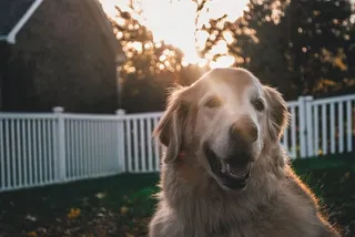 美国，林肯，爱，快乐，小狗，阳光，金色，猎犬