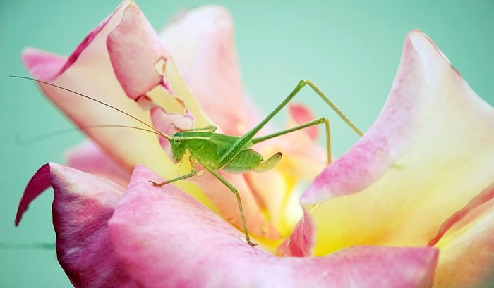 katydid，玫瑰，花，昆虫，开花植物，特写，野生动物，自然之美