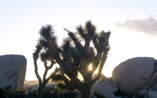 美国，约书亚树，树，沙漠，植物，墙纸，夏天，约书亚树