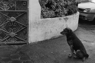 狗，肖像，哺乳动物，动物主题，一种动物，动物，家养，宠物