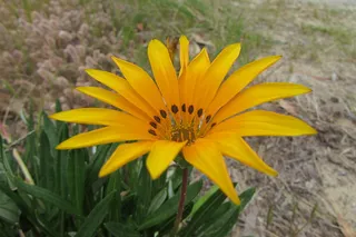 黄色，花朵，自然，街道，自然，新鲜，植物，野生