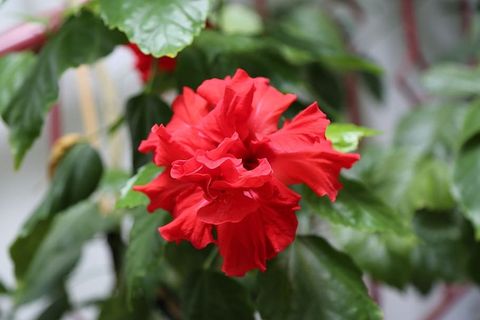 玫瑰，日本玫瑰，玫瑰图片，植物，加西亚，开花植物，花，自然之美