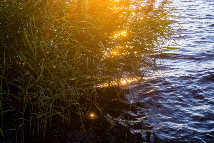 瑞典，芬兰，灯心草，日落，温暖，植物，自然，没有人