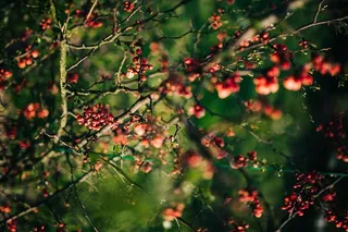 树枝上的红罗兰