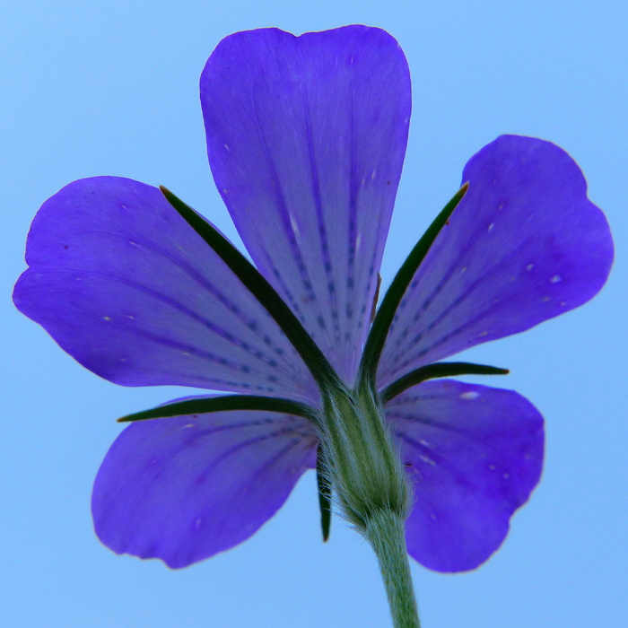 玉米角，玉米花，尖花，花草地，蓝色，色调，野花，新鲜度