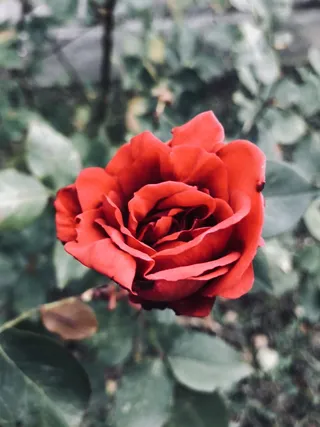 玫瑰，美女，美女和野兽，红色，红玫瑰，花，自然，自然