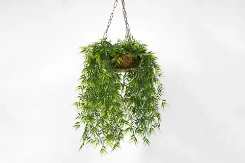 墙,植物,兰花,悬挂,植物,白色,花盆,装饰 墙,植物,兰花,悬挂,植物,白色,花盆,装饰