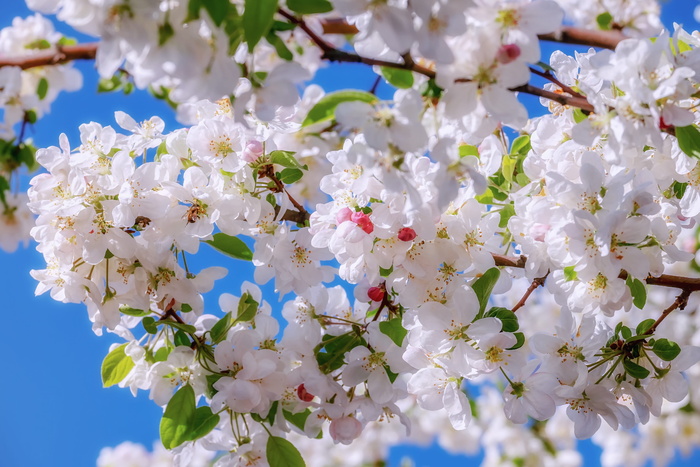 花朵，装饰，树枝，苹果花，粉白色，花蕾，玫瑰红，叶子