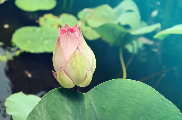 莲蕾