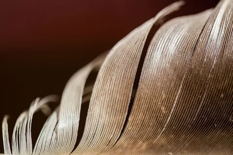 羽毛、鸟、宏、细节、抽象、特写、线、选择性聚焦 羽毛、鸟、宏、细节、抽象、特写、线、选择性聚焦