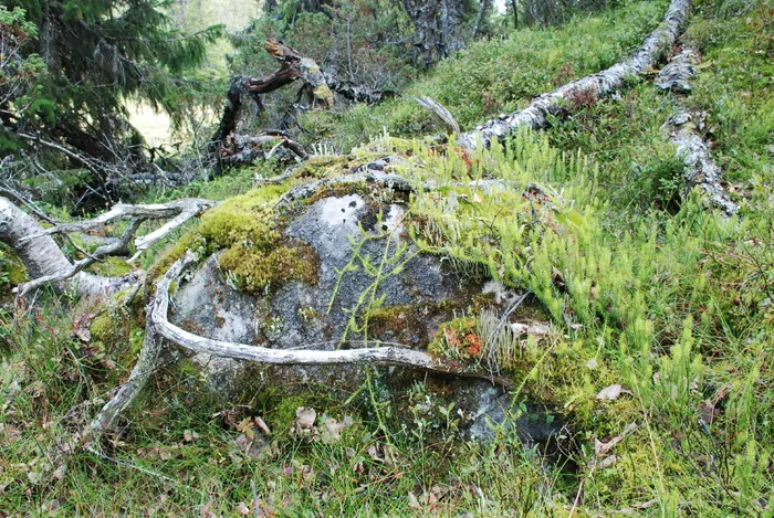 自然，森林，挪威，岩石，植物，苔藓，树枝，植物