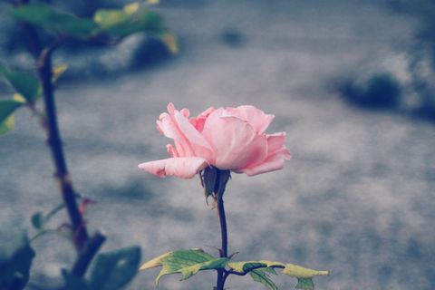 西班牙，贝纳巴雷，罗莎，弗洛尔，花，美，自然，vie