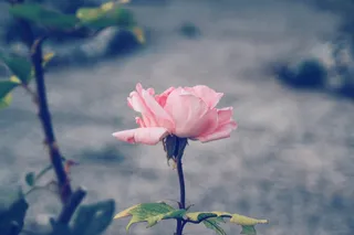 西班牙，贝纳巴雷，罗莎，弗洛尔，花，美，自然，vie