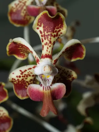 兰花，花朵，紫罗兰，植物群，兰花，花朵，明亮，生长，装饰