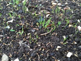 细菌，拇指，土壤，生长，田地，自然，植物，土地