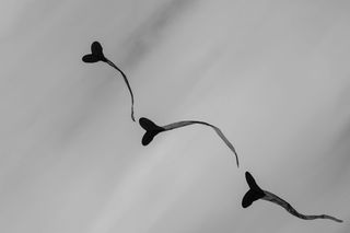 美国伯克利，塞萨尔·查韦斯公园，天空，风筝节，红心，塞萨尔·查韦斯公园，没有人