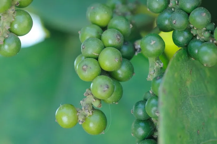 胡椒、调味品、香料、农业、调味品、香料、香料、食品和饮料