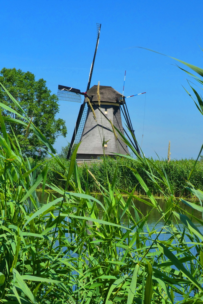 密尔、金德迪克、荷兰、荷兰、景观、威克斯、旅游、绿色