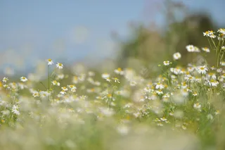 自然，田野，花朵，草，雏菊，植物，花卉，花卉壁纸