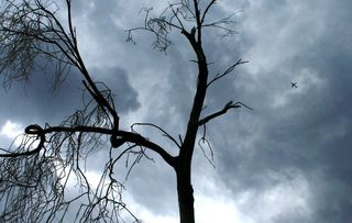 暴风雨的天空，云朵聚集，枯树，喜怒无常，期待，喷气式飞机，鸟，树