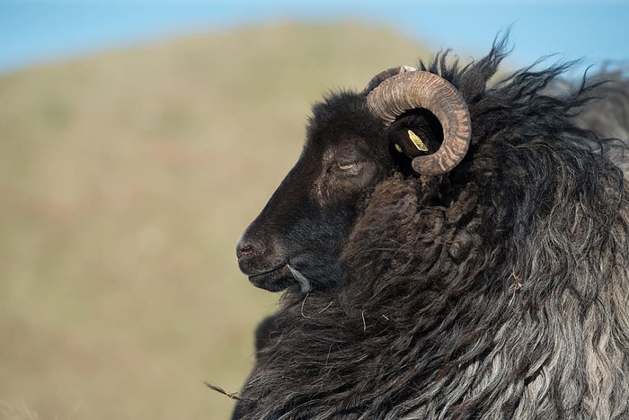 动物，模糊，绵羊，焦点，动物摄影，害群之马，特写，侧视