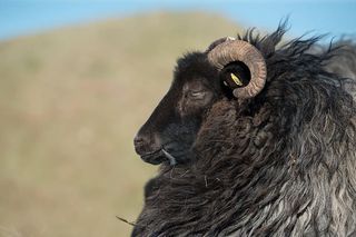 动物，模糊，绵羊，焦点，动物摄影，害群之马，特写，侧视