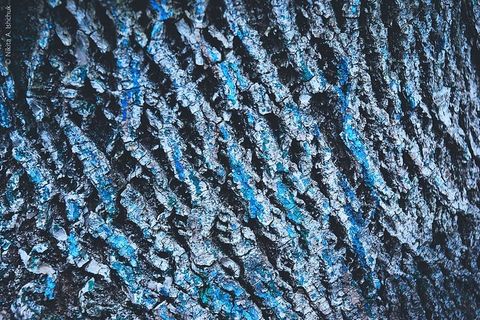 树皮细节特写镜头