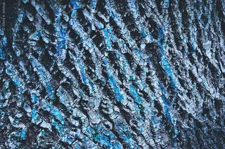 树皮细节特写镜头