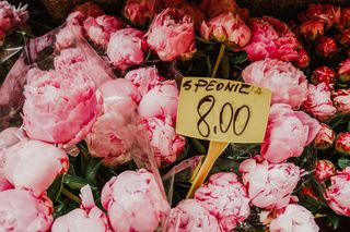 花束，粉色牡丹，牡丹，粉色，花朵，旅游，旅游，意大利