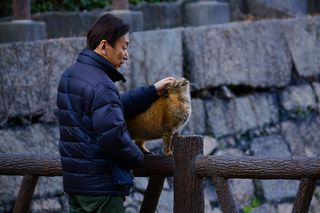 户外，人，肖像，成年人，猫，大阪城堡，姜，男人