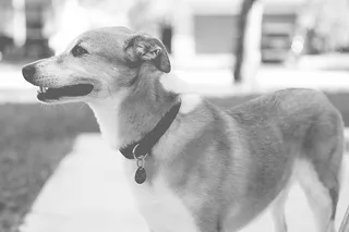 可爱，动物，黑白，狗，特写，可爱，狗，狗项圈