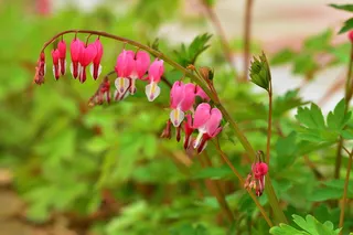 流血的心, 春天, 鲜花, 自然, 植物, 哈特, 塔比莎, 景观