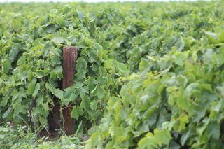 葡萄藤，绿色，邮政，葡萄，农业，葡萄园，酿酒厂，葡萄酒