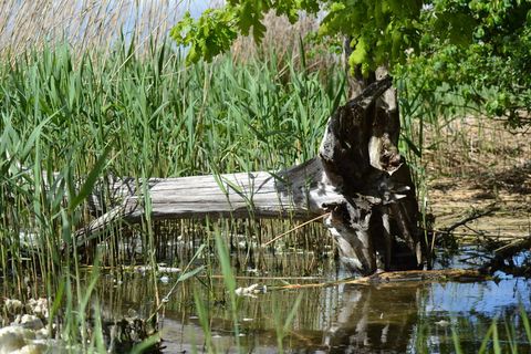 树, 心烦, 水, 心烦的树, 水中的树, 风化的鲍姆, 老树, 浮木