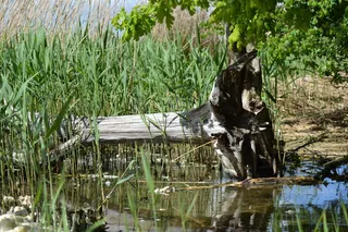 树, 心烦, 水, 心烦的树, 水中的树, 风化的鲍姆, 老树, 浮木