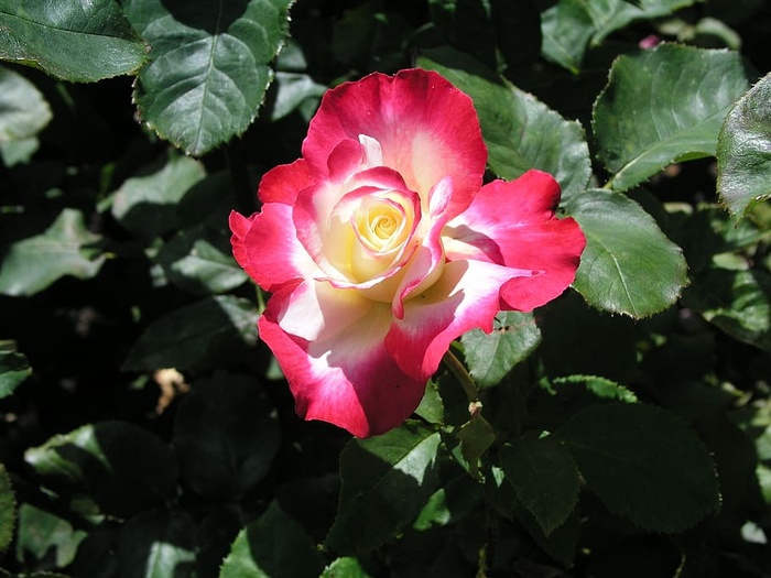 玫瑰，花朵，花朵，花朵，自然，花朵，开花植物，自然之美