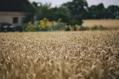 金色的谷物，夏天，金色的，金色的，谷物，田野，小麦，乡村