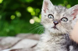 Dart，Kitten，成员，家庭，Dart，Kitten，家庭成员，grass，在