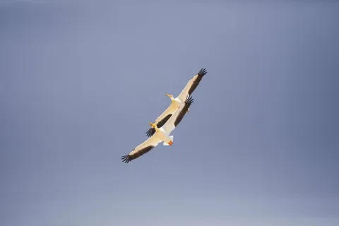 两只，白色和黑色的海鸥，飞翔，海鸥，鸟，动物，蓝色，天空