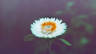 开花，开花，植物，花，宏观，植物，自然，夏天