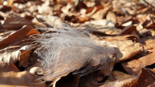 楔形，向下，风，易，叶，植物部分，干燥，叶