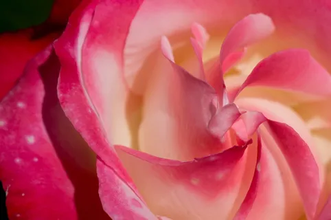 德国，gröbenzell，玫瑰，花，花，开花植物，自然之美，植物