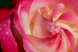 德国，gröbenzell，玫瑰，花，花，开花植物，自然之美，植物