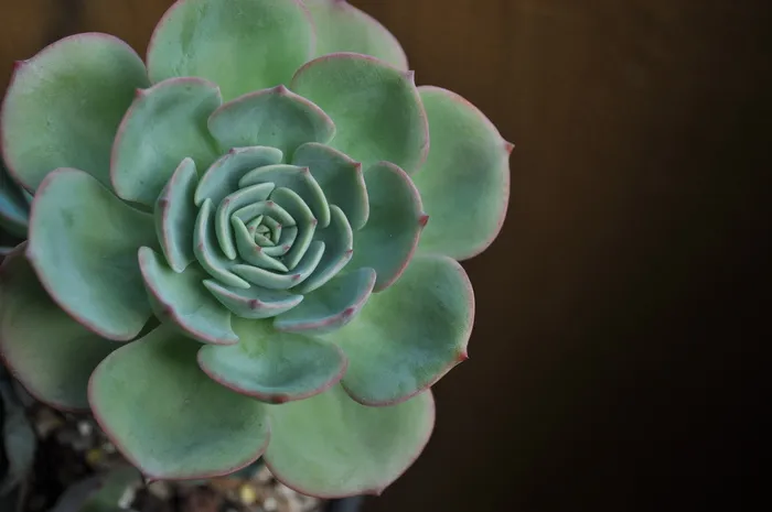 花，肉质植物，肉质，自然之美，肉质植物，特写，植物，新鲜