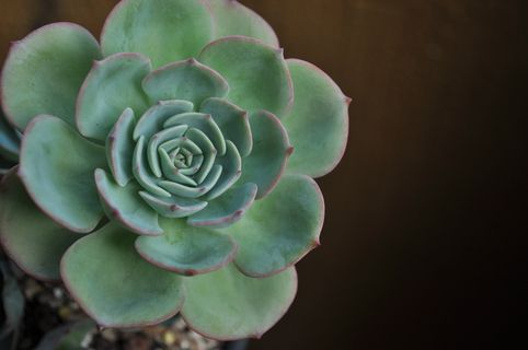 花，肉质植物，肉质，自然之美，肉质植物，特写，植物，新鲜