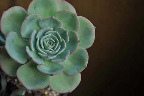 花,肉质植物,肉质,自然之美,肉质植物,特写,植物,新鲜 花,肉质植物,肉质,自然之美,肉质植物,特写,植物,新鲜
